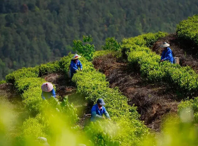 茶行业内卷浪潮来袭！六大怪现象知多少？（上）