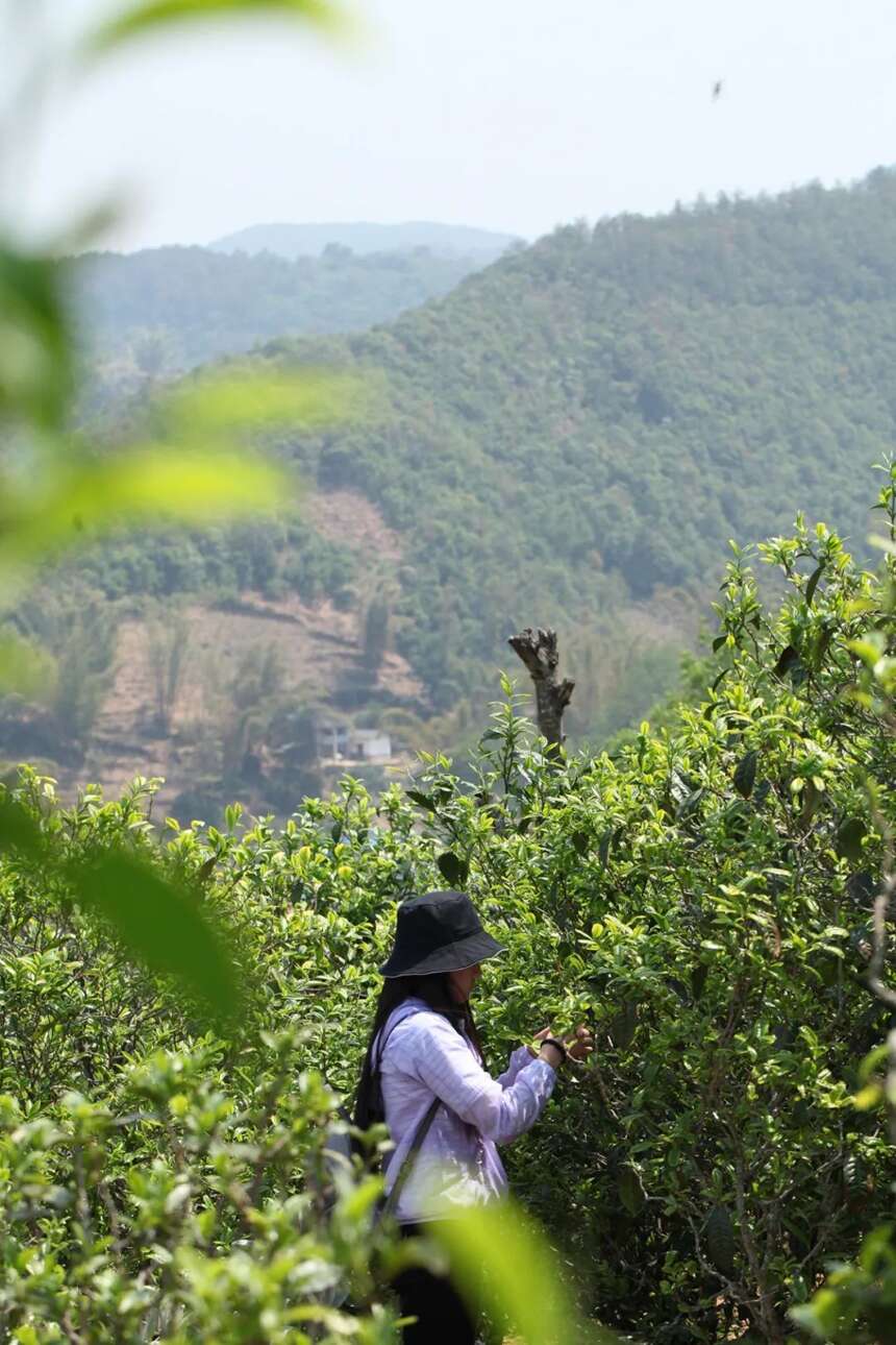 锅底塘梅子箐，堪比冰岛老寨的古树春茶！满口甜润，喉韵通透清凉