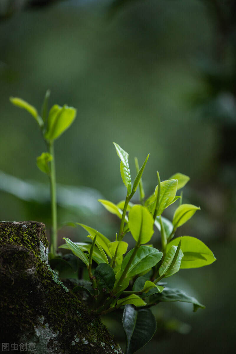 “勐库十八寨，寨寨出好茶。”带你走进勐库茶山？（二）