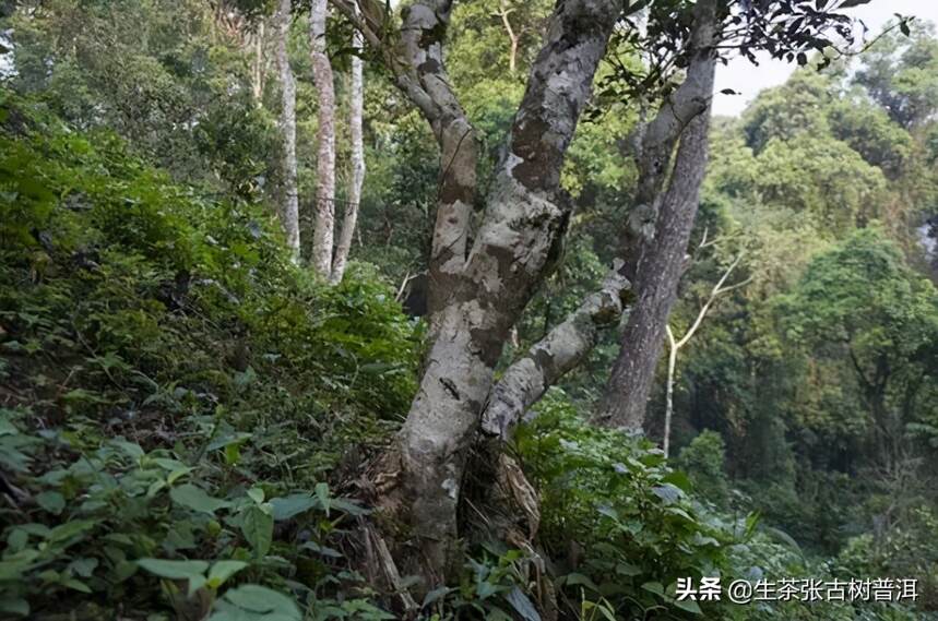 浅谈普洱茶产地｜了解各个产地的普洱茶特点，步入高手的行列