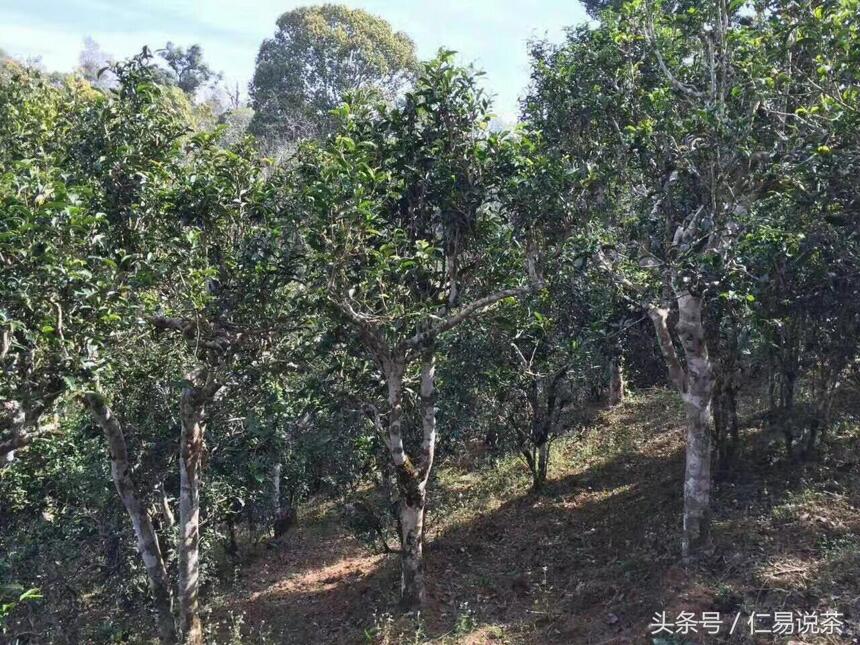 仁易说茶：静静的喝普洱茶是一种福气，提升个人的秘密