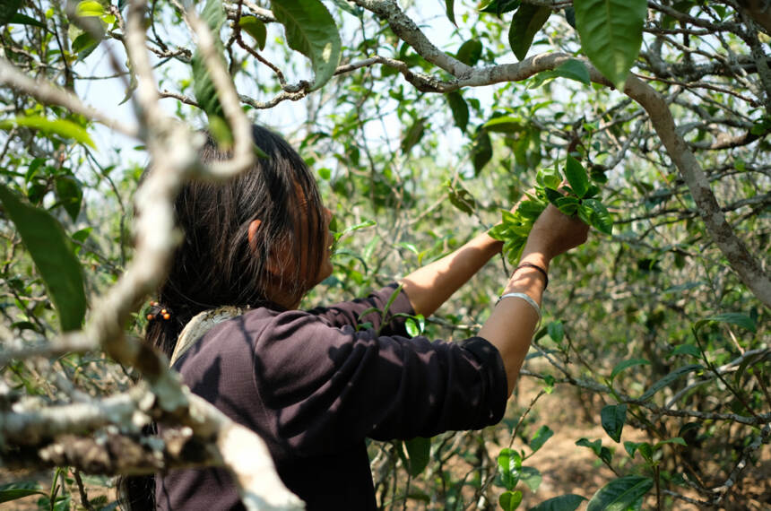 锅底塘梅子箐，堪比冰岛老寨的古树春茶！满口甜润，喉韵通透清凉