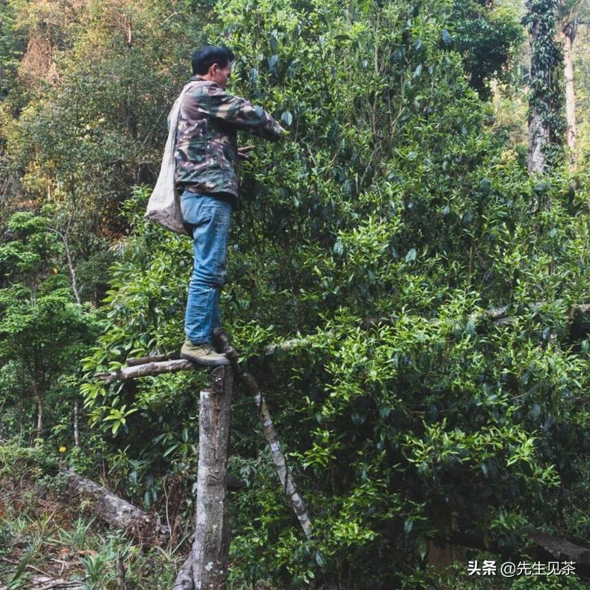 易武：茶人的最后一站