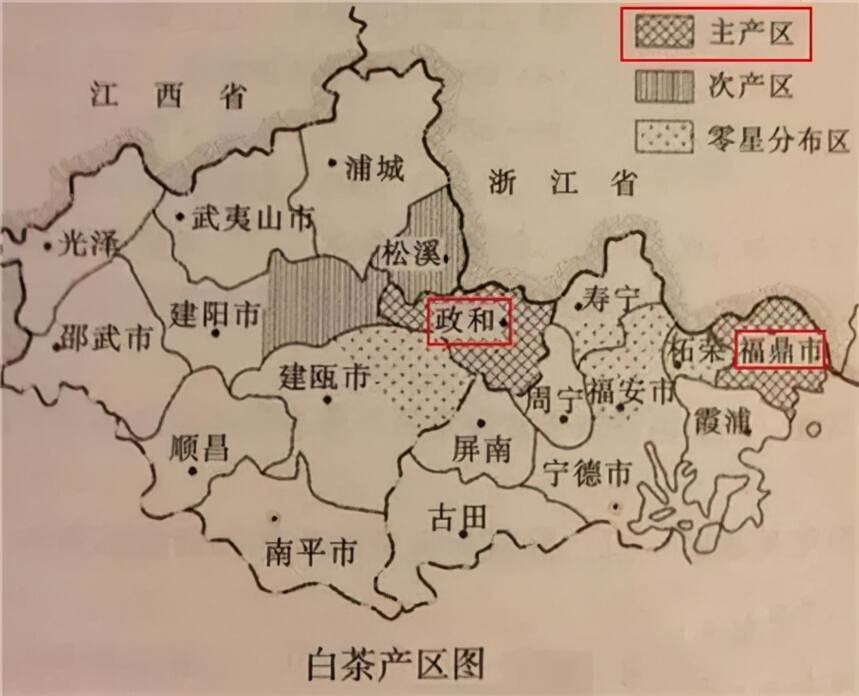 福鼎、政和、建阳，福建白茶哪家强？