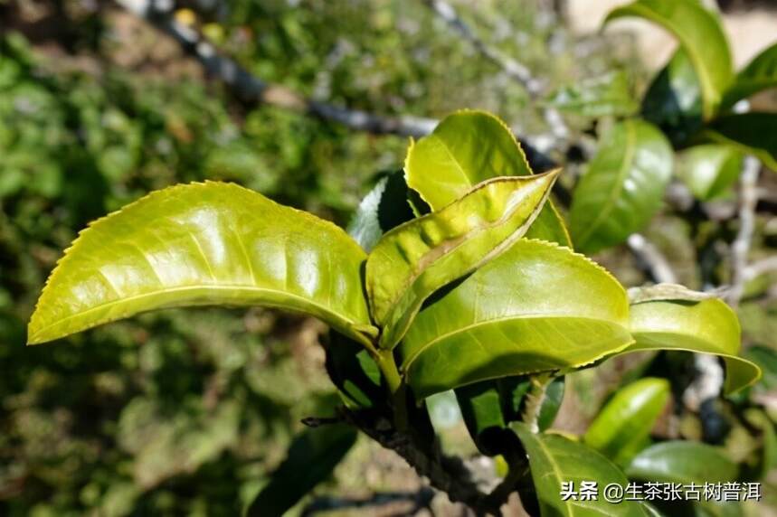 老班章和冰岛普洱茶哪个更好喝？要怎么鉴别？