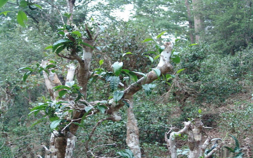 老徐谈茶63：母树茶、古树茶、野放茶、荒山茶究竟是什么？—图文