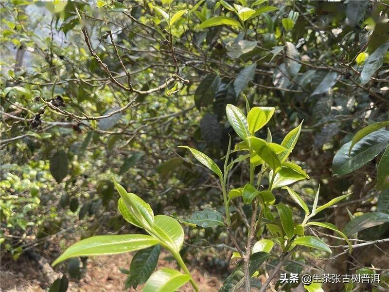 为何高海拔的普洱茶，香气更好？口感更醇厚？