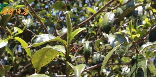 老徐谈茶134：老徐寻茶，古树芽头大且多，这棵很特殊！——图文