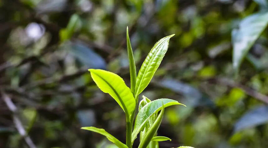 大雪山与冰岛！同为临沧名茶，大雪山离一线还有多远？