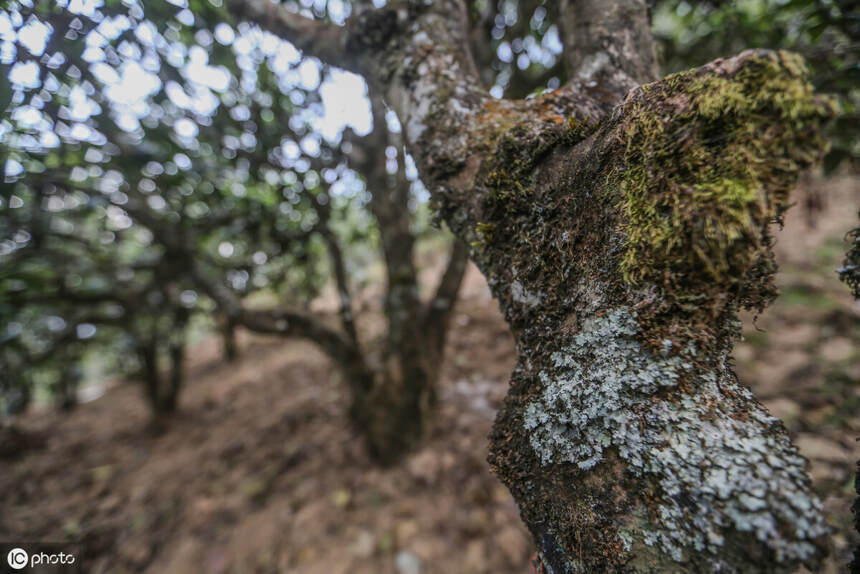 千年古茶园=千年古树茶？