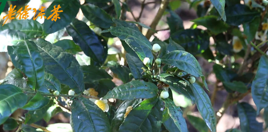 《老徐谈茶》特别节目：2019年古树单株春茶1-10号讲解——图文