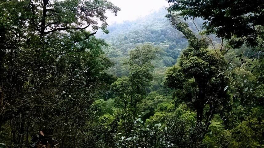 生茶张详解：铜箐河古树茶（地理位置、茶园茶树、口感特点）