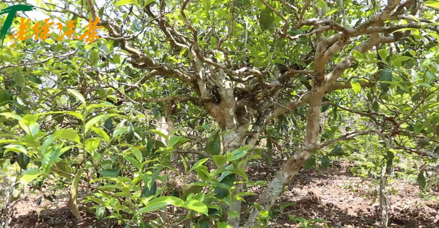 《老徐谈茶》特别节目：单株长势喜人！第一天做的茶干鲜比怎样？