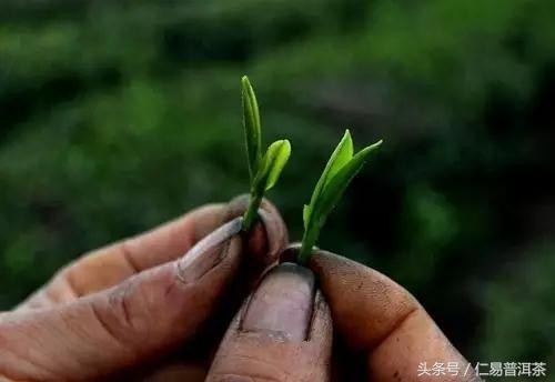 仁易说茶：普洱茶只有做好品质才能撑起概念与商业