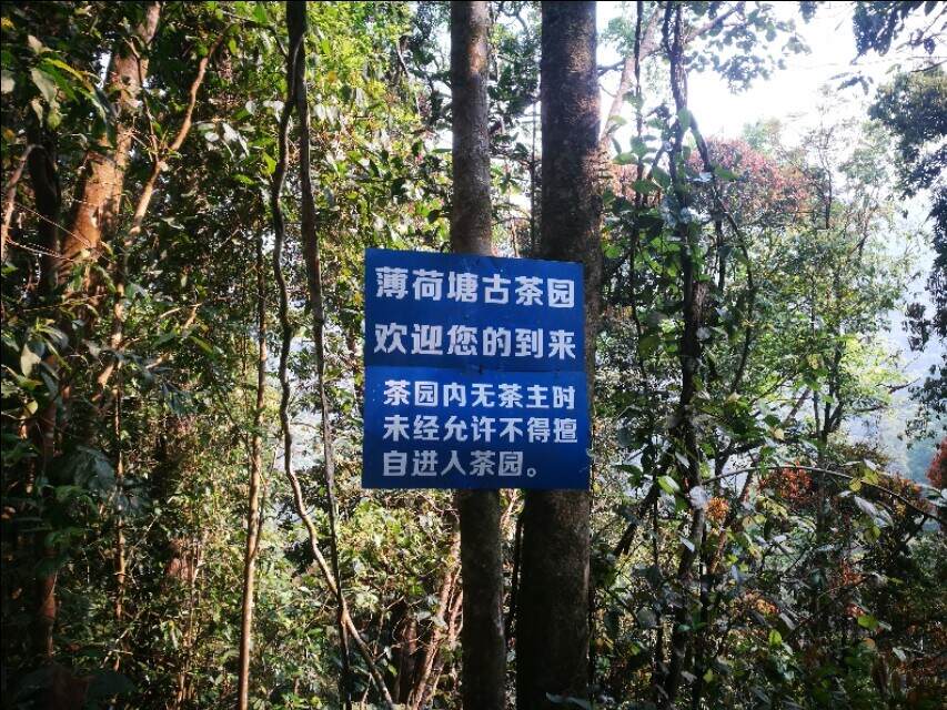 解密薄荷塘产量之谜