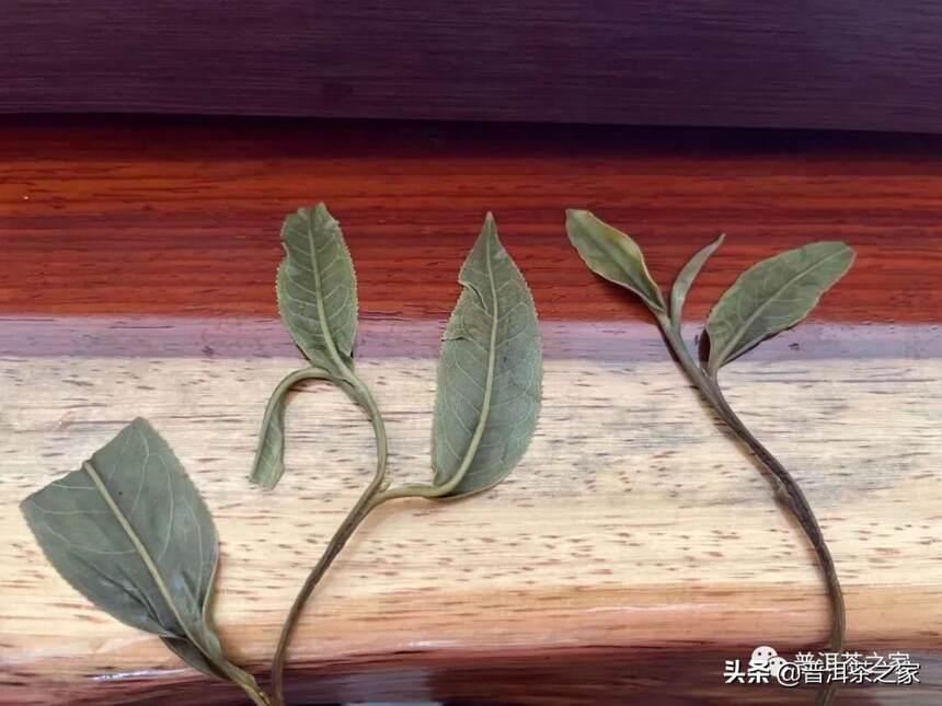 蛮砖顶级茶，桃子寨古树茶的特点