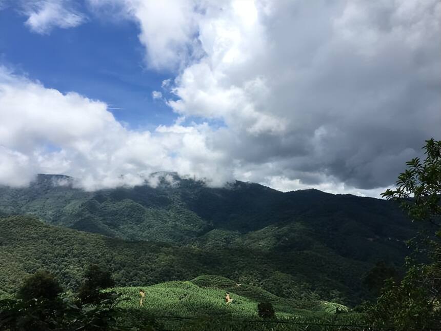 各个山头的普洱茶特征（下）