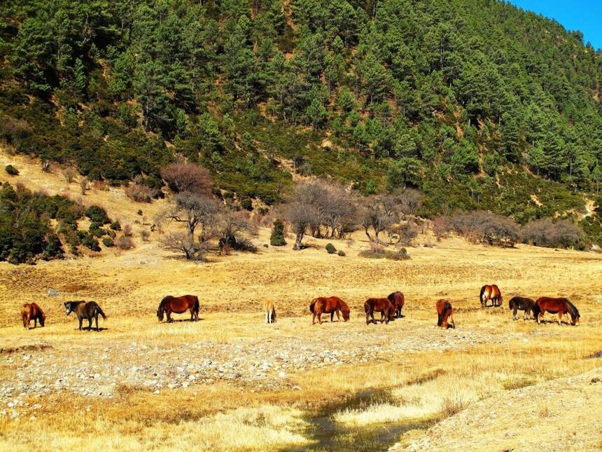 盘点香格里拉的景点，你知道哪些？