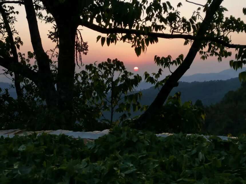 日落茶山红霞飞