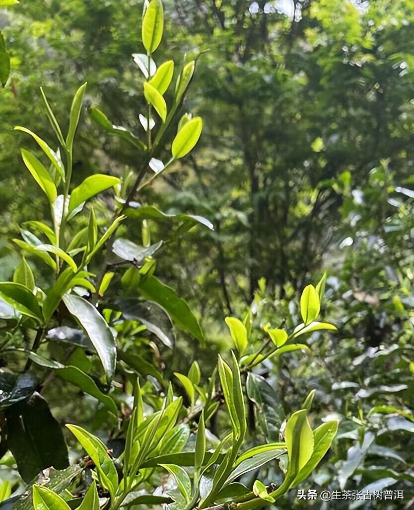 气候条件因素对普洱茶来说，有着什么样的影响？