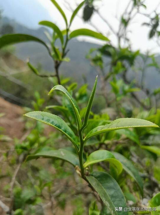 人人都喜欢喝普洱春茶，它究竟好在哪里？