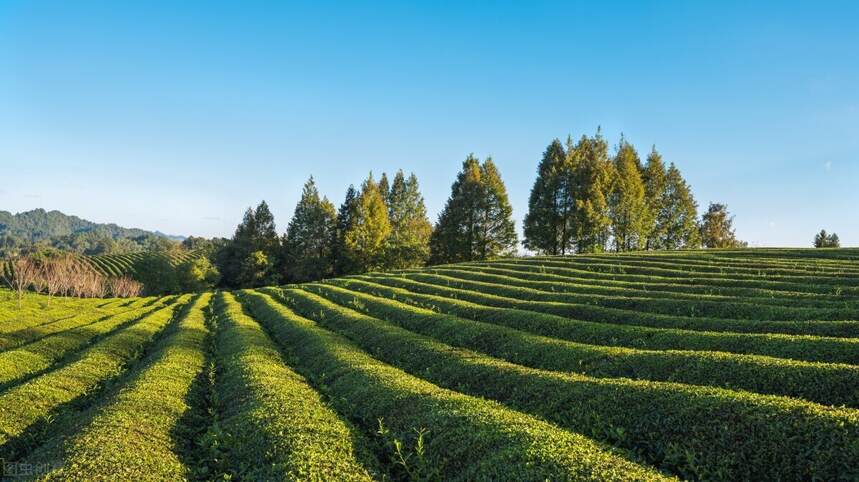 绿茶对冲评测｜师徒过招？贵州湄潭翠芽与浙江龙井茶的交流赛