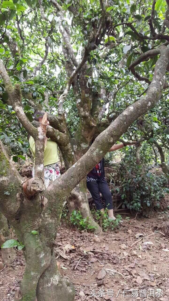 仁易说茶：从普洱茶中找回了真正的茶道意义，易经与茶是共通的