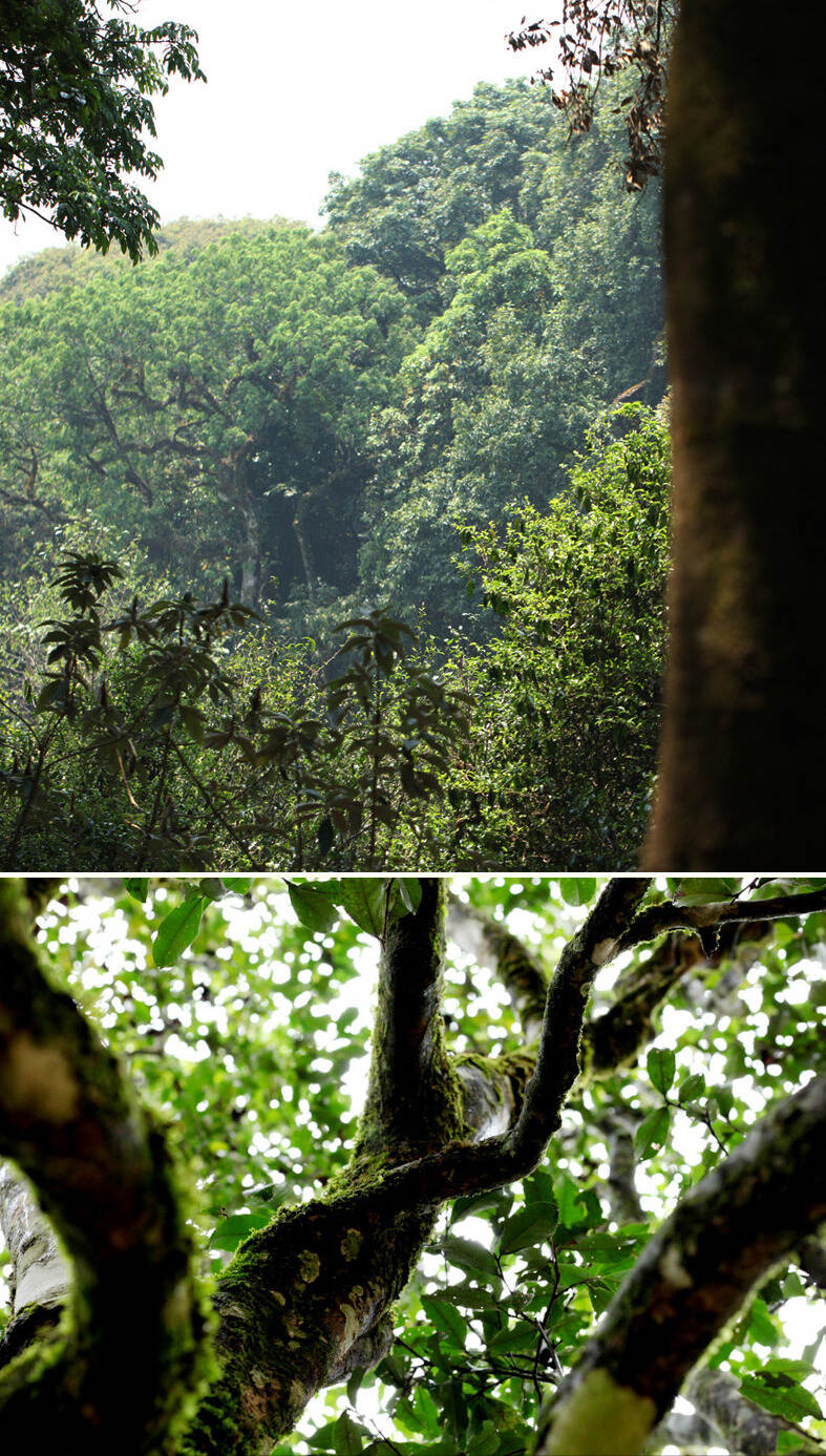 荒野：永德深山中不食人间烟火的野放古茶！花香野韵恣肆