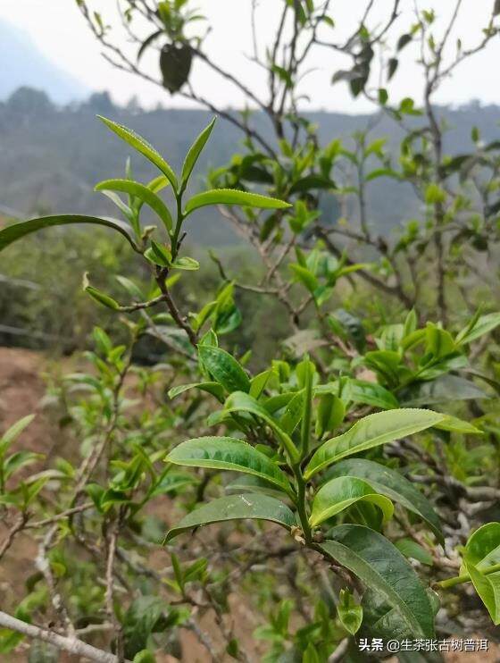 全面认识普洱茶的种类，超详细，值得收藏分享