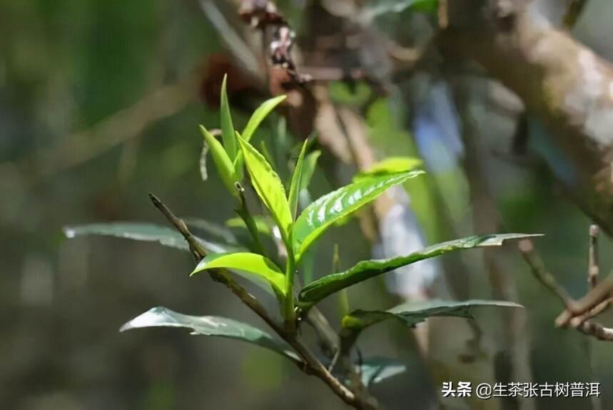 云南新六大茶山你都知道吗？各茶区普洱茶如何？你喝过吗？