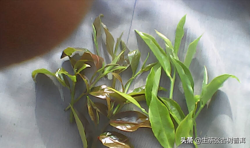 普洱茶树分类大全，普洱茶树的几种分类，一图全解