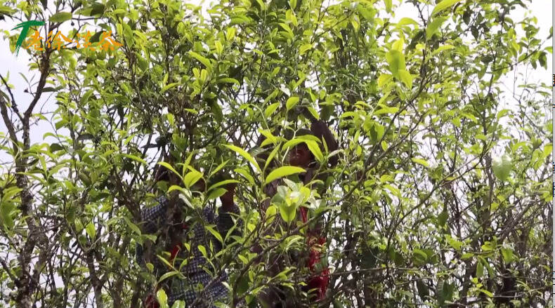 老徐谈茶特别节目：邦东之星古茶园鸟语花香，茶树茂密！产量可喜