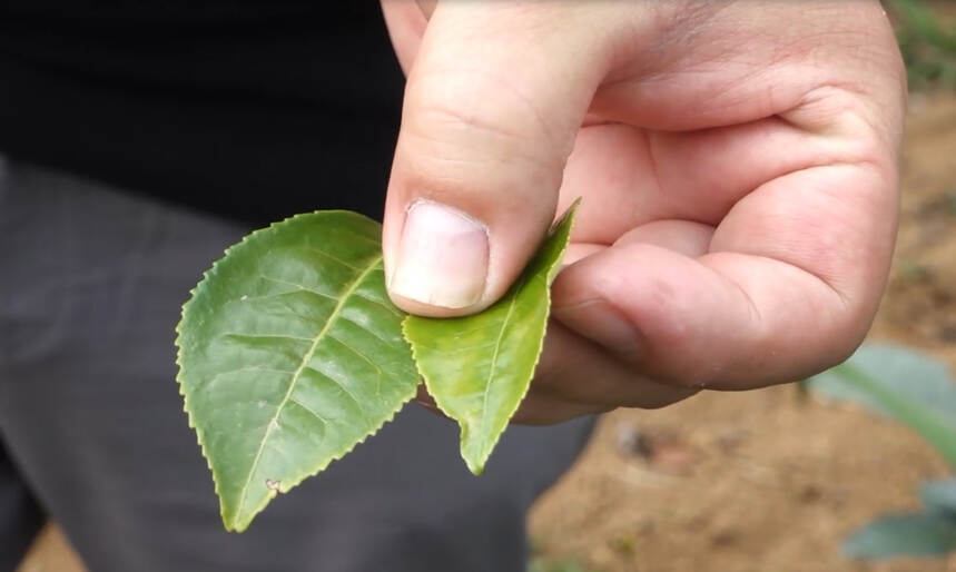 老徐谈茶 227：拔玛老寨是南糯山最好的茶？后期转化已经过检验