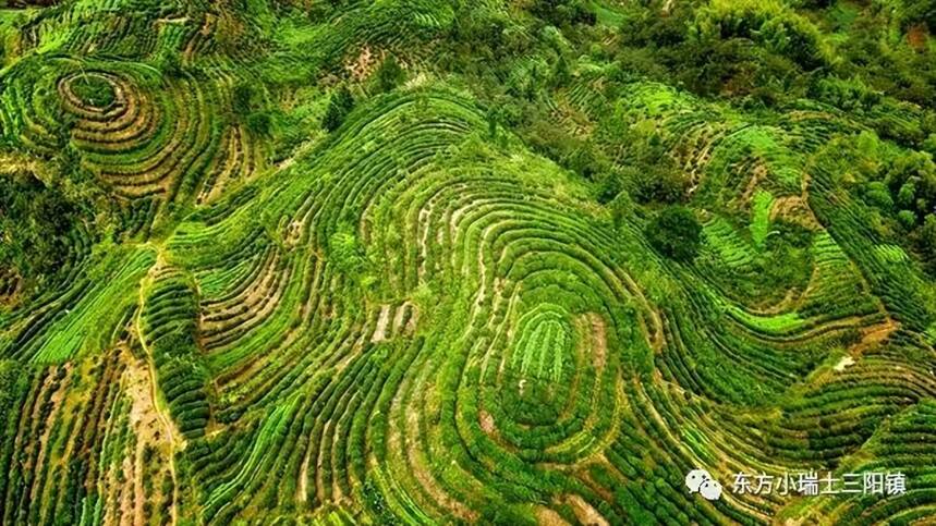 徽派炒青能否顶住浙派龙井，顶谷大方与龙井茶对冲评测，无法猜测