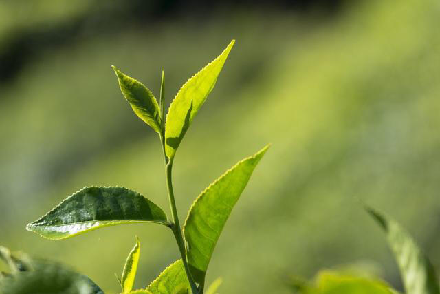 普洱茶的一山一味