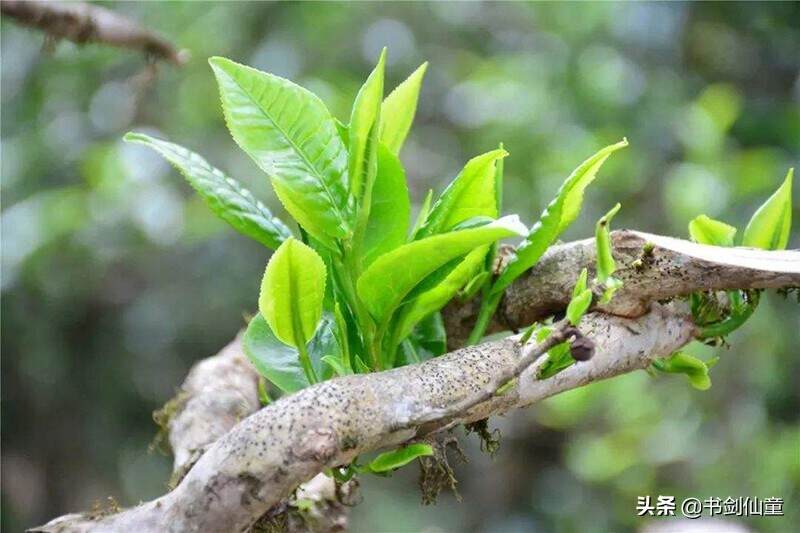 大厂茶和小厂茶选谁，这个普洱茶经典问题，专业人士是怎么看的？