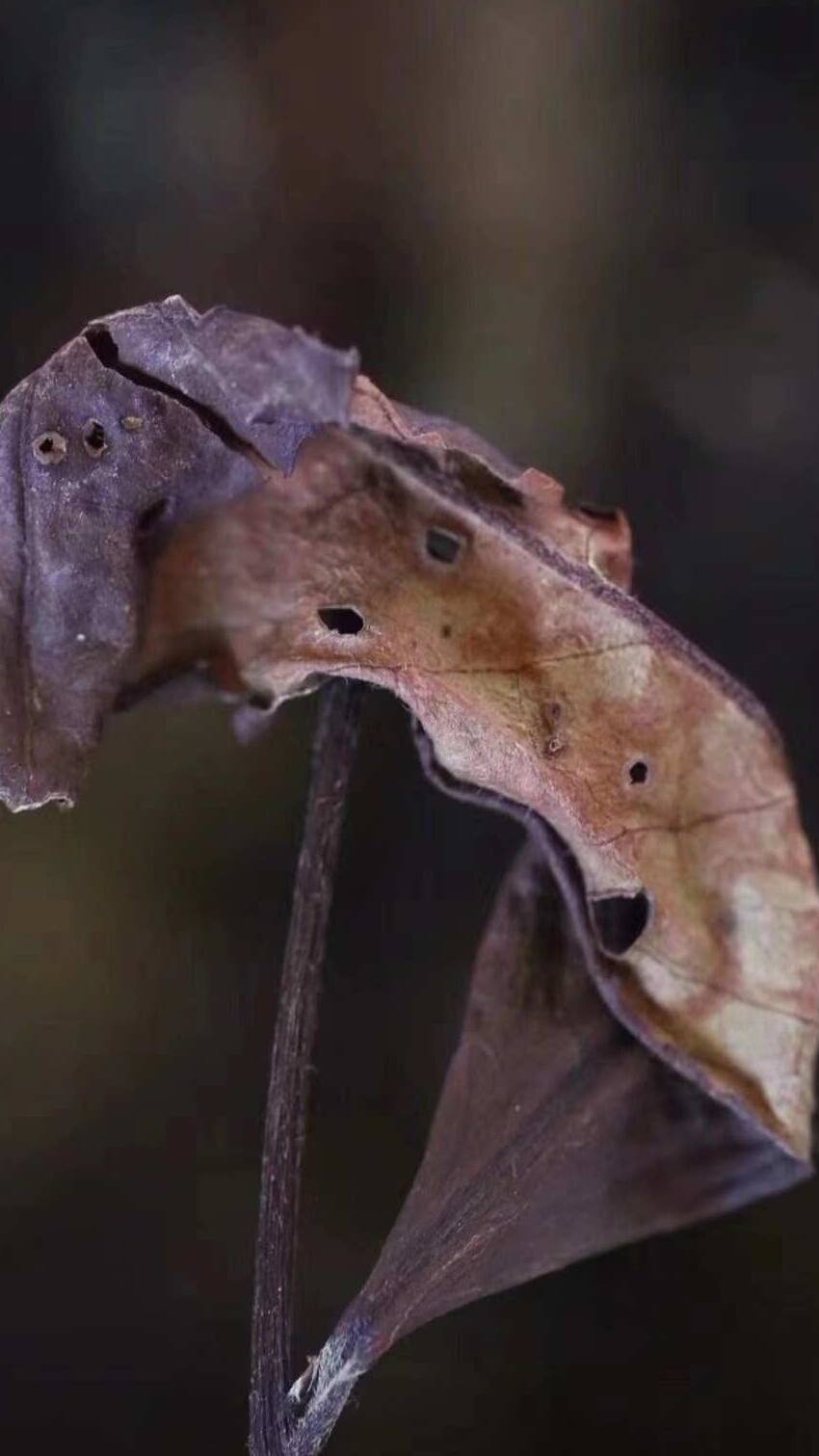 有故事的政和白茶：竹林逸