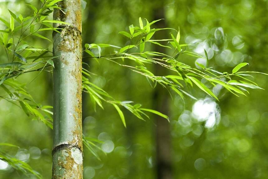 茶老板们那些妙趣横生的茶联：半壁山房待明月；一盏清茗酬知音