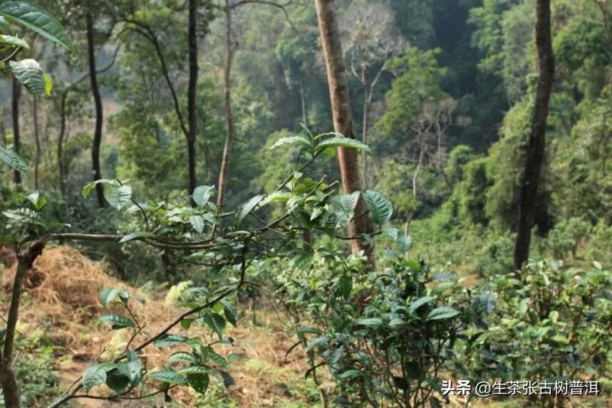 带有山野气息的普洱茶—易武弯弓，为何如此受到茶友的喜欢？