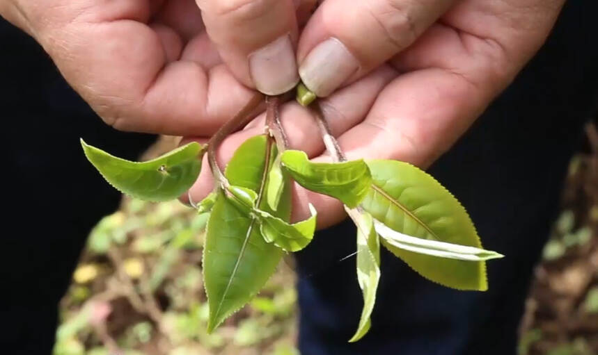 《老徐谈茶》199：邦东古树单株春茶广受好评，秋茶情况如何？