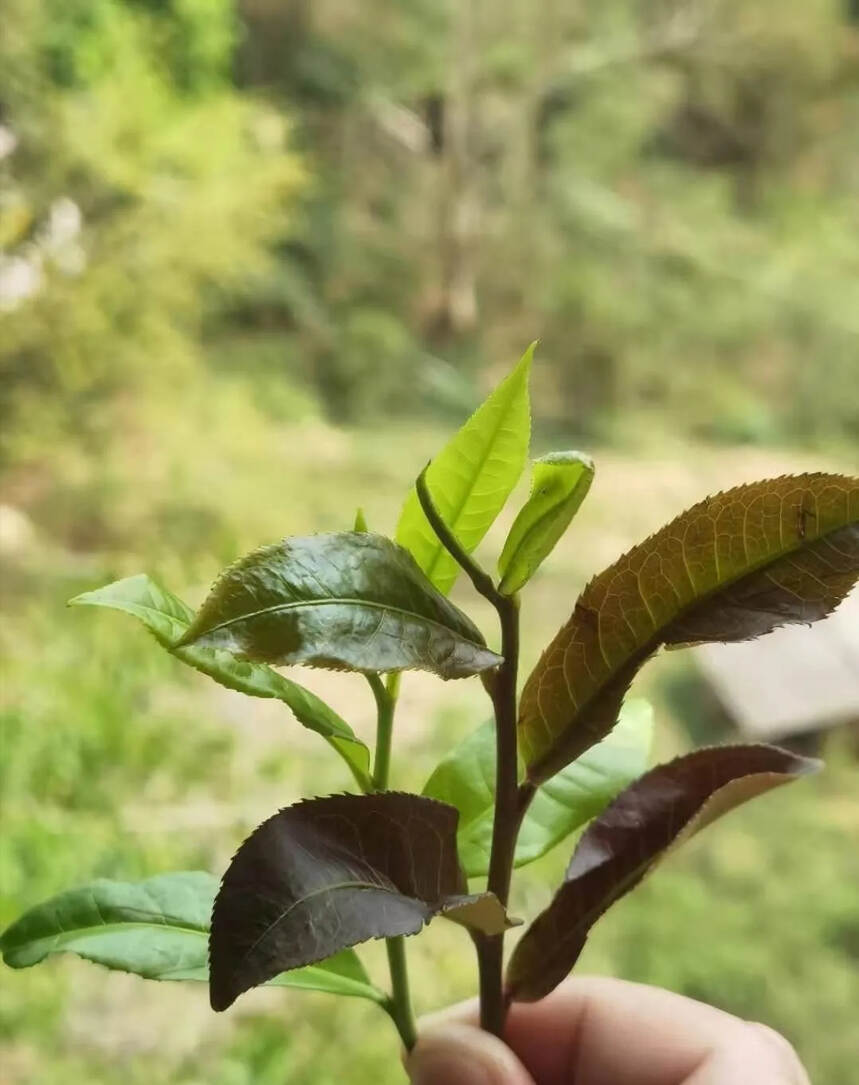 紫色的普洱茶，茶汤也是紫色的，紫娟茶有哪些神奇之处？