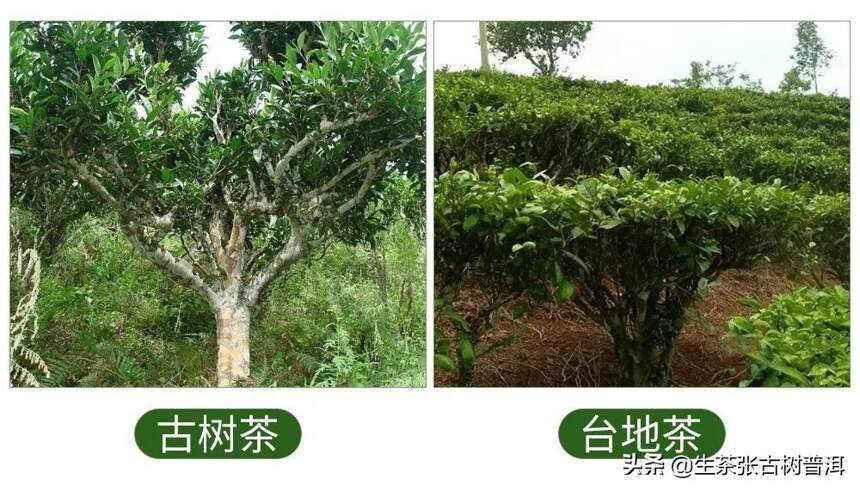 拒绝做普洱茶小白，简单易记的10大知识点，一定要记住