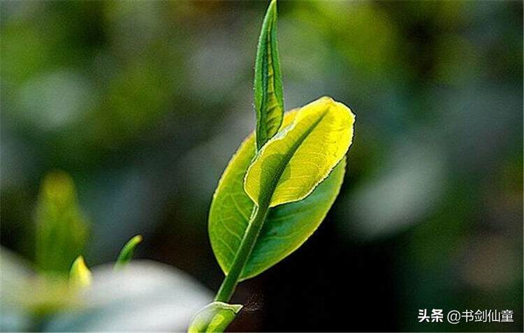 普洱古树茶王生死劫，解答你对古树茶王最关心的3大问题！