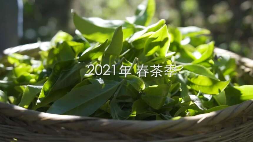 春茶季｜茶山寻茶