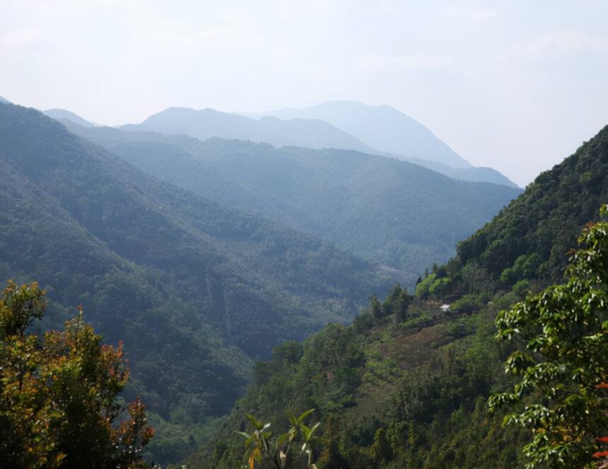 南板单株和普通古树茶有何不同？从口感上就能喝出这3个不同