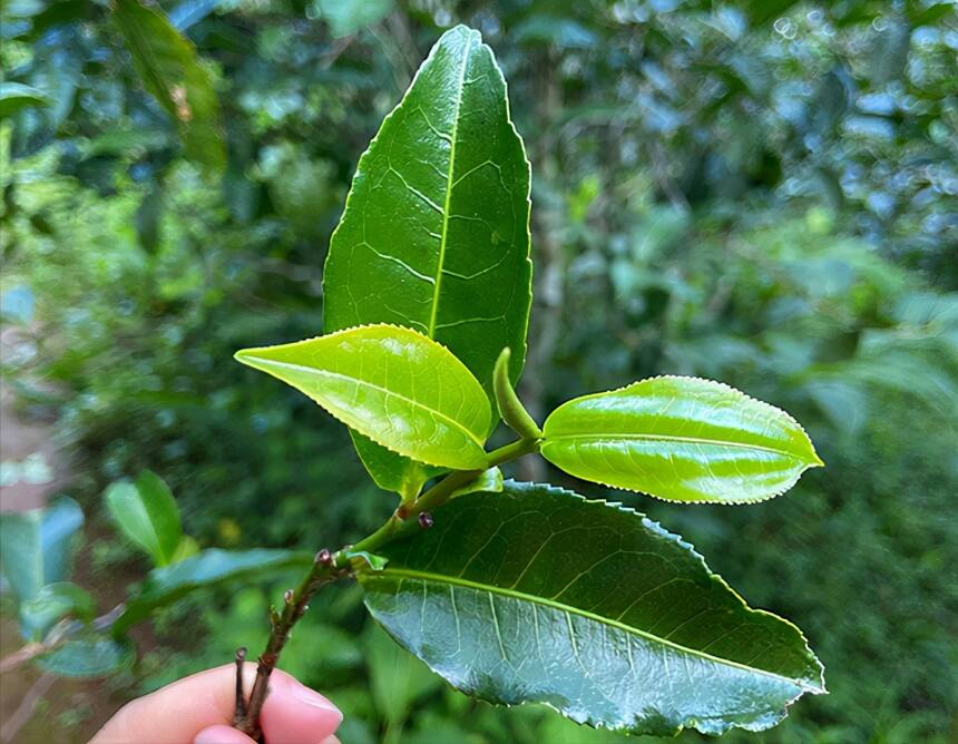 柏林凉水箐：无量山古茶区里的生态藤条茶！山野凉韵，花果香袭人