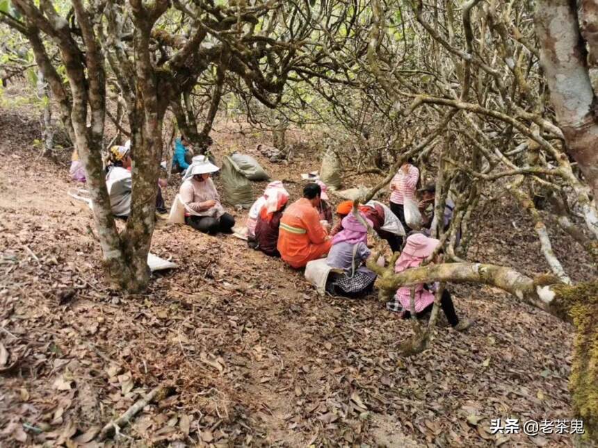 山头茶价格没有理由继续维持高位运行了