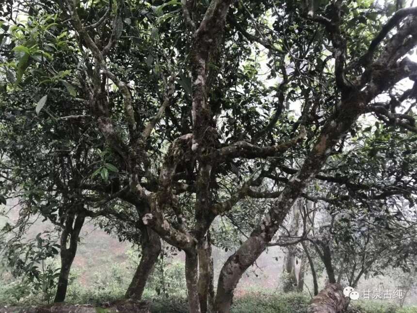 简单从品饮的口感上，分辨普洱茶的三大茶区