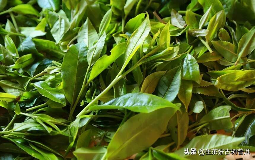 别再喝劣质普洱茶了，冰岛普洱茶，入喉甘甜，回甘立起