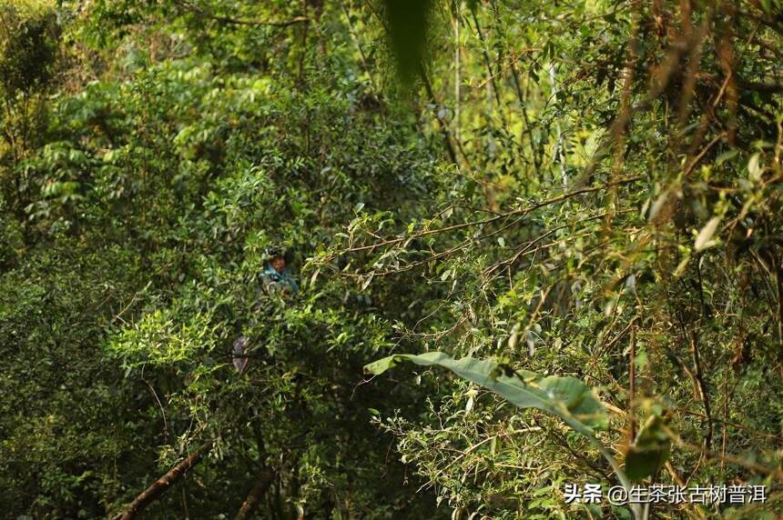 普洱名山寨——班盆，普洱古树茶口感怎么样？